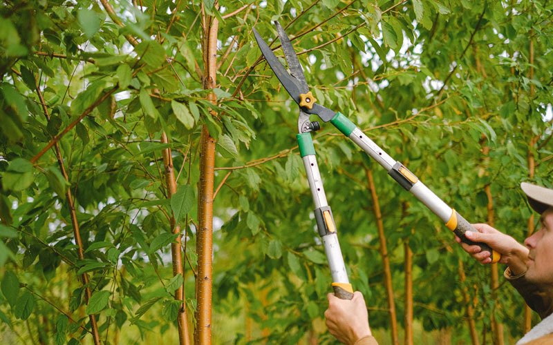 Tree trimming in Smithland, IA